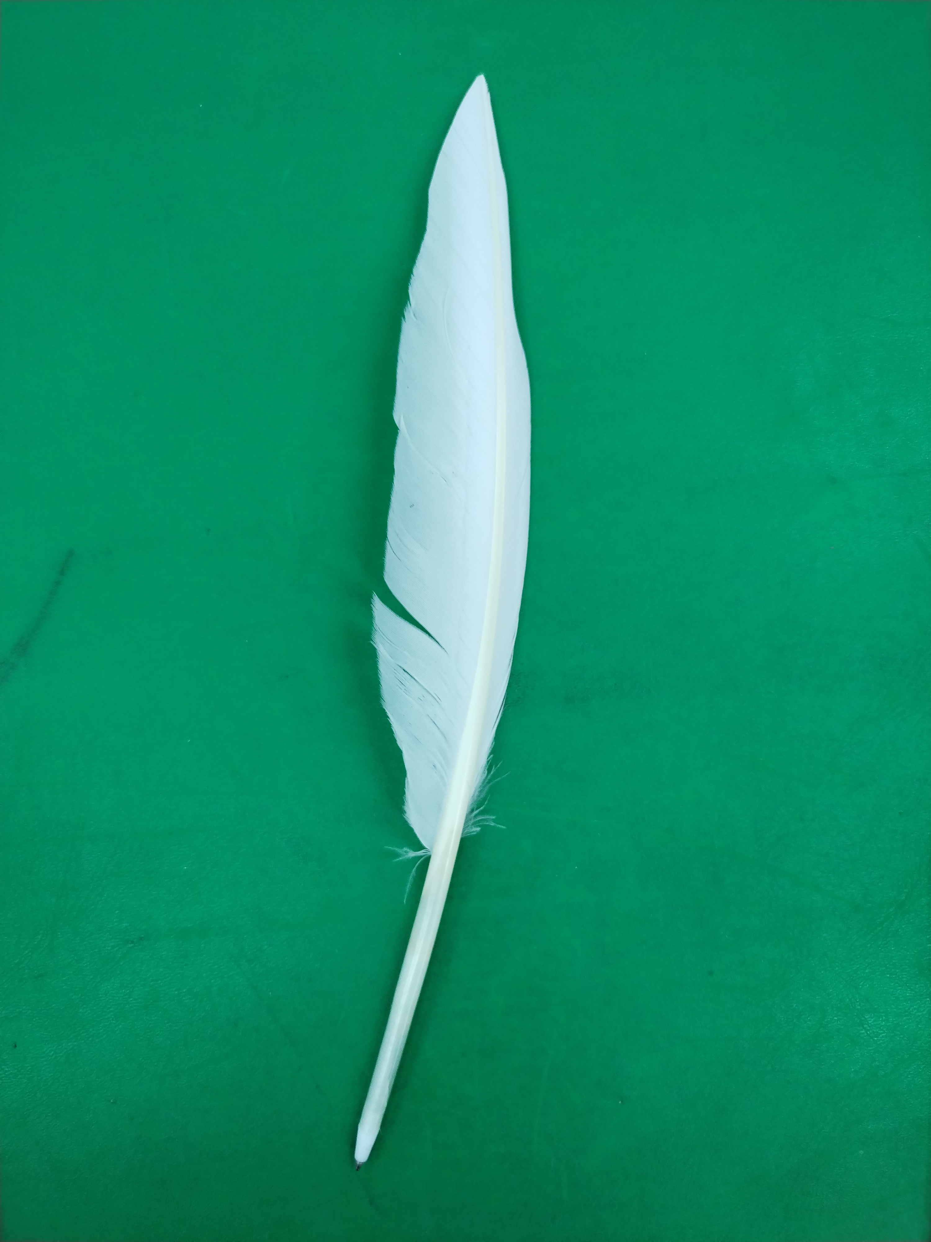 QC Photo - Death Note Notebook